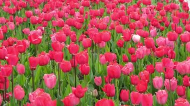 A large flower bed of red tulips. High quality 4k footage