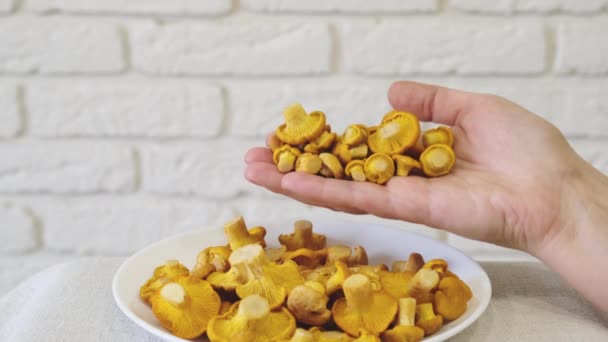 Cantharellus Cibarius Mushrooms Fall Palm Your Hand Plate Table High — Stockvideo