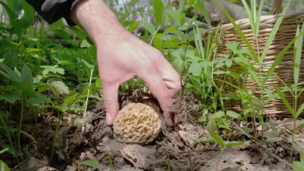 Mushroom Picker Found Morchella Esculenta Mushroom Forest Spring Cut Knife — Stock videók