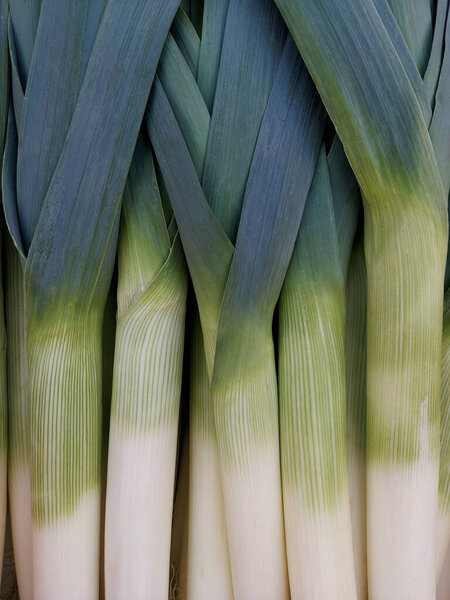 A background of leek stems and leaves. Vertical photo. High quality photo