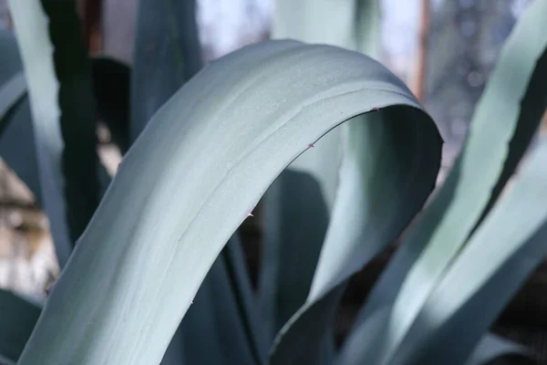 A large leaf of Agave against the background of other leaves. High quality photo