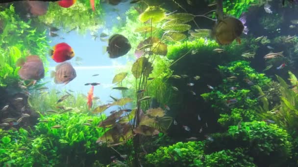 Colorful Fish Different Sizes Swim Aquarium Green Algae High Quality — Vídeo de Stock