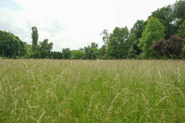 Yeşil bir ormanın yakınında tohumları olan uzun yeşil çimenli bir çayır. - Evet. Yüksek kalite fotoğraf