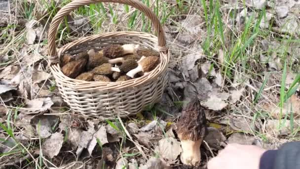 Zbieracz Grzybów Znalazł Wiosnę Lesie Grzyb Morchella Esculenta Odciął Nożem — Wideo stockowe