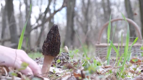 Egy Gombaszedő Talált Egy Morchella Esculenta Gombát Erdőben Tavasszal Levágta — Stock videók