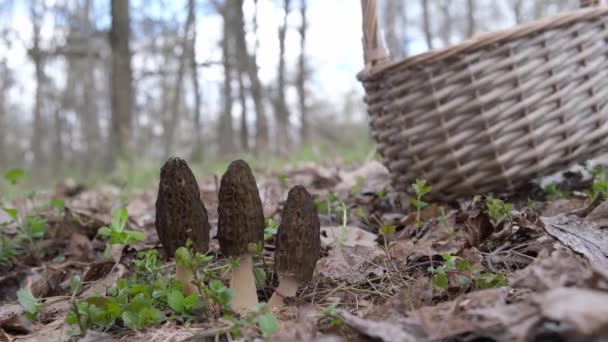 Raccoglitore Funghi Trovato Fungo Esculenta Morchella Nella Foresta Primavera Tagliarlo — Video Stock