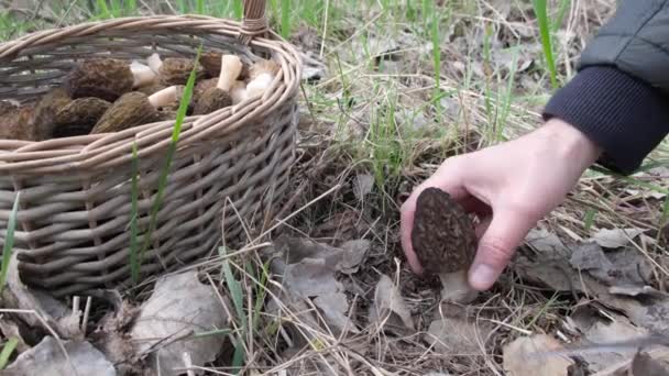 春天的时候 一个采蘑菇人在森林里发现了一个带有枯萎病菌的蘑菇 用刀把它切下来放进篮子里 高质量的4K镜头 — 图库视频影像