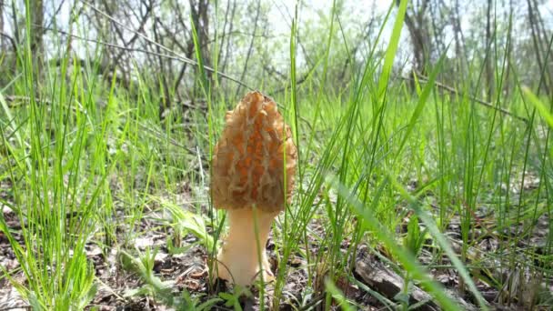一个采蘑菇人在森林里发现了一个带有枯萎病菌的蘑菇 高质量的4K镜头 — 图库视频影像