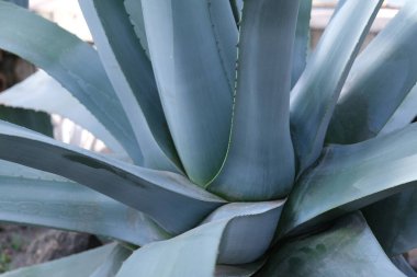 A large leaf of Agave against the background of other leaves. High quality photo
