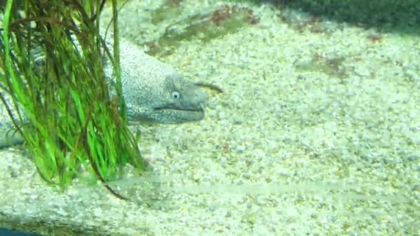 Moray Anguilla Pesce Nuota Sul Fondo Del Mare Filmati Alta — Video Stock