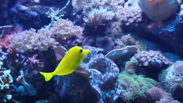 Jedna Žlutá Ryba Plave Akváriu Pozadí Skal Korálů Vysoce Kvalitní — Stock video
