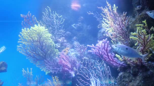 Vários Peixes Nadam Água Azul Contra Fundo Corais Marinhos Imagens — Vídeo de Stock