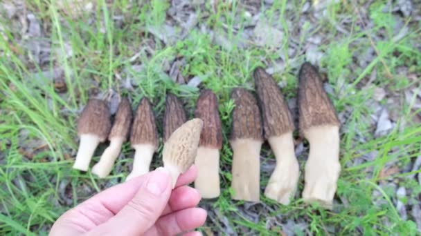 在草地上一排排地放着几个春天的蘑菇 收集了不同大小的蘑菇 安静地打猎想找蘑菇的人 — 图库视频影像