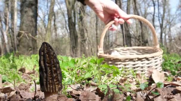 Raccoglitore Funghi Trovato Fungo Esculenta Morchella Nella Foresta Primavera Tagliarlo — Video Stock