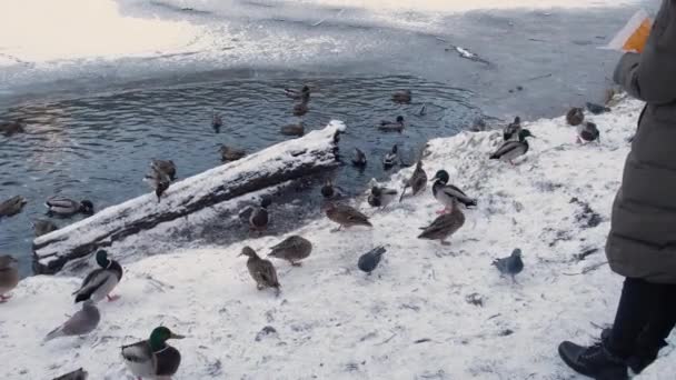 男は雪に覆われた湖の岸で冬にアヒルと鳩を餌にする 高品質の4K映像 — ストック動画