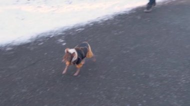 Küçük bir köpek sıcak tulum giyer, kışın parkta yürür. Evcil hayvan bakımı ve bakımı.