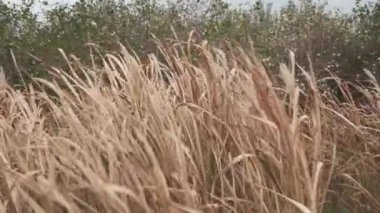 Rüzgarda sallanan kuru, uzun otlar. Küresel ısınma ve yağış eksikliği kavramı. Bitkiler susuz ölür. Yüksek kalite 4k görüntü