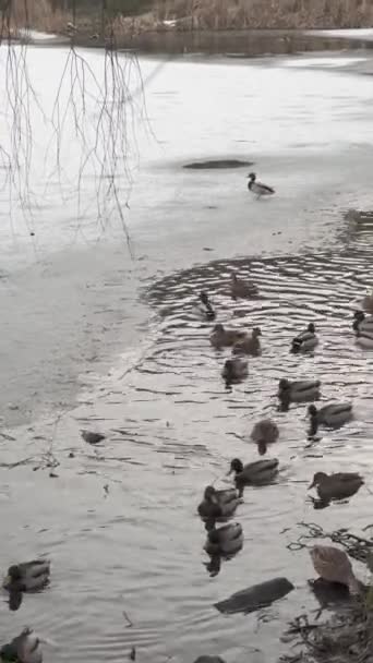 오리가 호수에서 수영하고 공원에서 겨울에 호수의 해안을 비디오 — 비디오