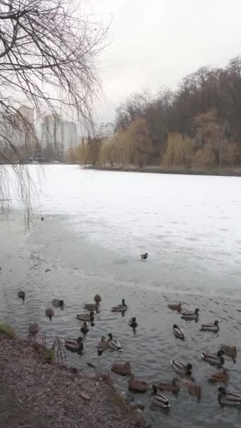 多くのアヒルが湖で泳ぎ 公園の冬に湖の岸を歩いています バーティカルビデオ — ストック動画