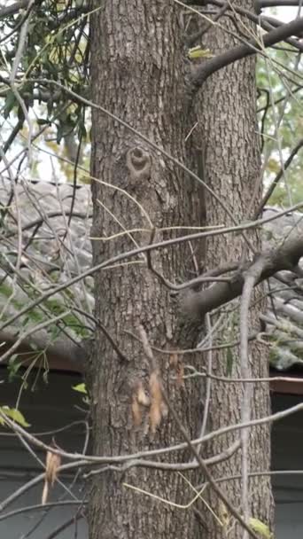 Великий Лісоруб Стрибає Стовбур Дерева Пошуках Їжі Вертикальне Відео Високоякісні — стокове відео