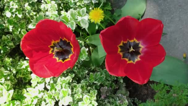 Dwa Duże Czerwone Tulipany Kwitną Klombie Tle Zielonych Roślin Wysokiej — Wideo stockowe