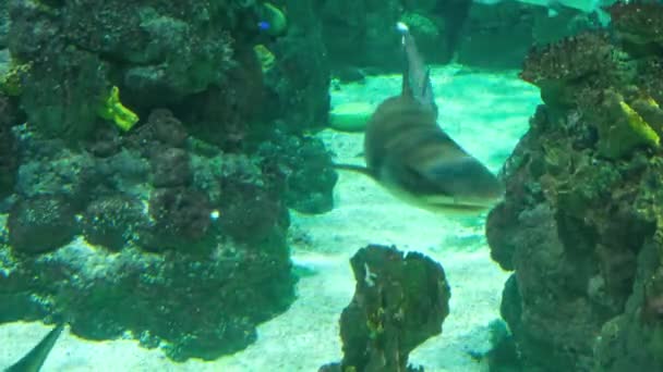いくつかのサメは サンゴ礁と砂浜の背景に泳いでいる 高品質の4K映像 — ストック動画