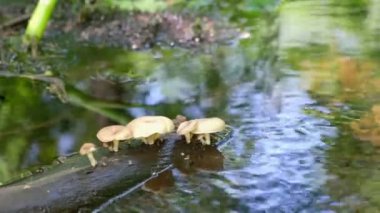 Lentinus tigrinus mantarları baharda bir orman deresinin yakınındaki bir kütükte yetişir. Yüksek kalite 4k görüntü