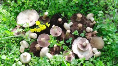 Agaricus 'un birçok büyük ve küçük mantarları yeşil çimenlerde yatar. Yüksek kalite 4k görüntü