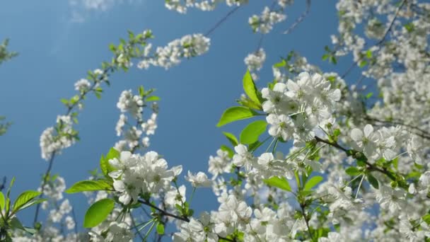 Ramo Florido Cereja Contra Céu Num Dia Ensolarado Flores Brancas — Vídeo de Stock
