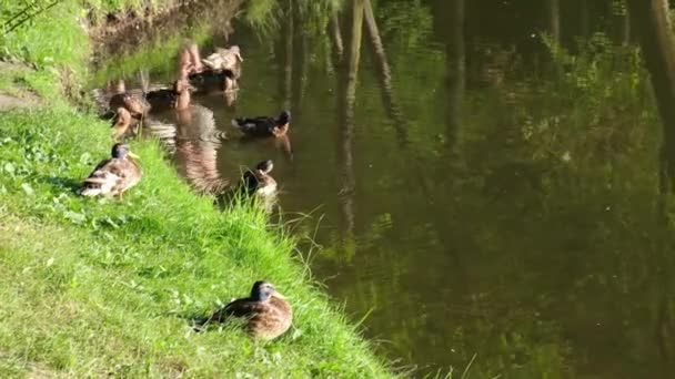 Los Patos Sientan Hierba Orilla Del Lago Día Soleado Verano — Vídeos de Stock