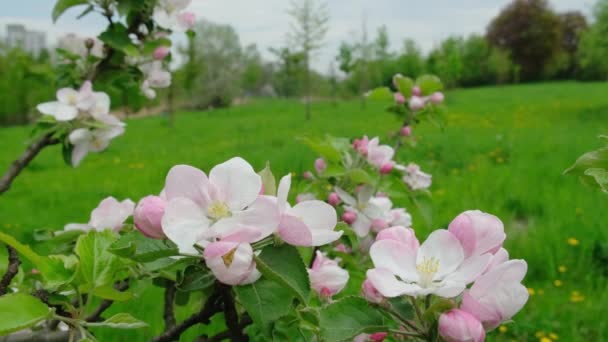 Jabłko Kwitnie Tle Zielonej Trawy Wiosną Wysokiej Jakości Materiał — Wideo stockowe