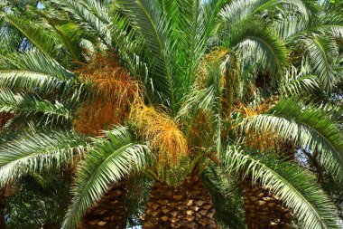 Güneşli bir günde, salkımlı bir hurma ağaçları ile. Yüksek kalite fotoğraf