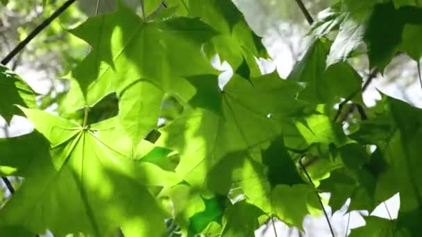 Молодые Зеленые Листья Солнце Фоне Пруда Высококачественные Кадры — стоковое видео