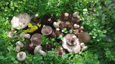 Many large and small mushrooms of Champignons lie in the green grass. High quality photo