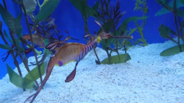 Großer Hippocampus Japapidu Schwimmt Einem Aquarium Inmitten Von Grünalgen Hochwertiges — Stockvideo