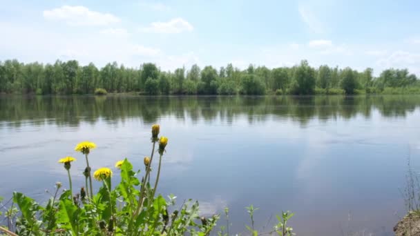 Taraxacum Bitkisi Baharda Güçlü Bir Akıntıyla Geniş Bir Nehrin Kıyısında — Stok video