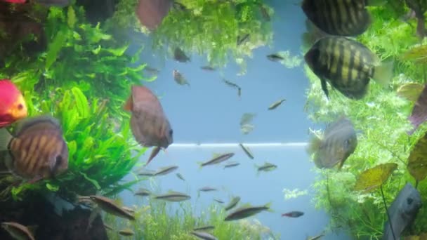 Barevné Velké Malé Ryby Plavou Čiré Čisté Vodě Pozadí Zelených — Stock video