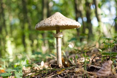 Macrolepiota Procera mantarı. Güneşli bir günde, ormanda açık kapaklı. Yüksek kalite fotoğraf