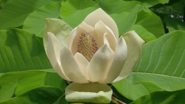 Magnolia Virág Virágzik Egy Napsütéses Napon Hátterében Zöld Levelek Kiváló — Stock videók