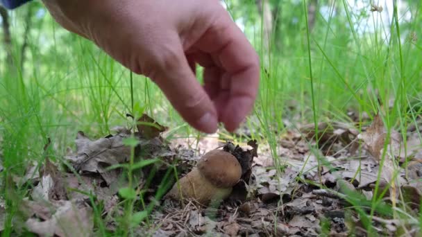 Ένας Άντρας Βρήκε Ένα Μανιτάρι Στο Δάσος Υψηλής Ποιότητας Πλάνα — Αρχείο Βίντεο