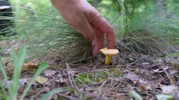 森林里的一个人发现了金丝菇 就把它拔出来了 高质量的4K镜头 — 图库视频影像