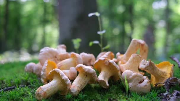 一个人在森林里发现并检查了香菇 高质量的4K镜头 — 图库视频影像