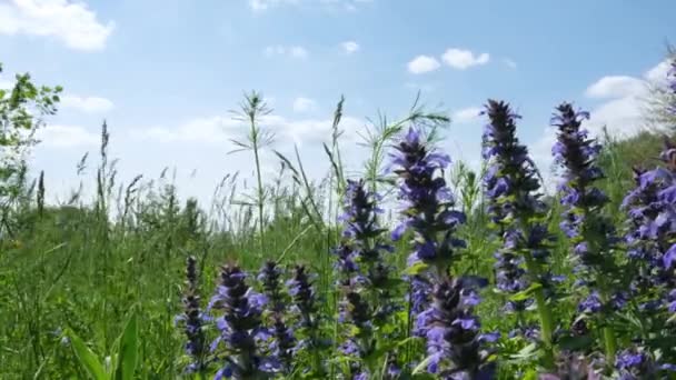 Rét Füvek Kék Virágok Ellen Nyáron Egy Szeles Napon Kiváló — Stock videók
