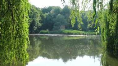 Gölün kenarındaki parkta güneşli bir yaz günü. Kıyıda bir sürü yeşil ağaç ve çalılık var. Ağaçlar suya yansıyor. Hafif bir esinti ağaçların dallarını sallıyor. Yüksek kalite 4k