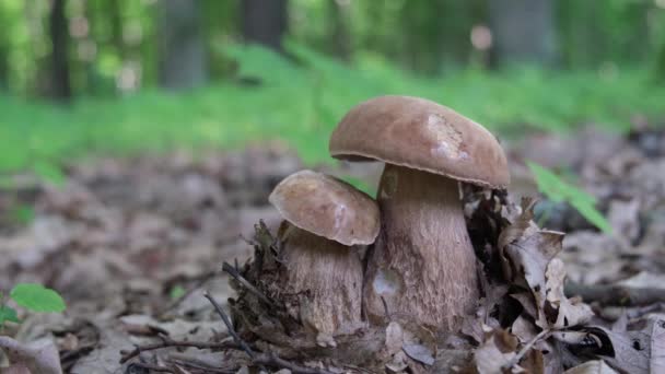 Mężczyzna Lesie Znalazł Dwa Boletes Wysokiej Jakości Materiał — Wideo stockowe