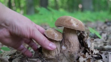 Ormanda mantar toplayan bir adam. Yüksek kalite 4k görüntü