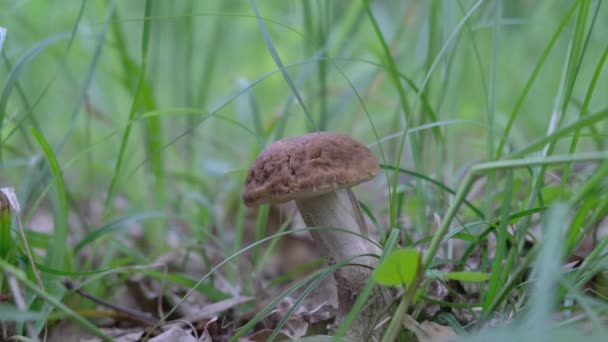 一个男人在森林里发现了一个蘑菇 高质量的4K镜头 — 图库视频影像
