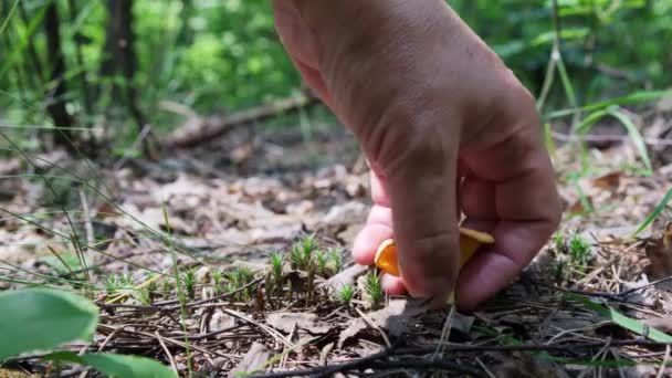 Ένας Άντρας Στο Δάσος Βρήκε Τον Μύκητα Cantharellus Cibarius Και — Αρχείο Βίντεο