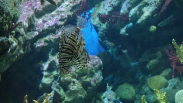 Хижа Риба Плаває Тлі Морського Дна Високоякісні Кадри — стокове відео