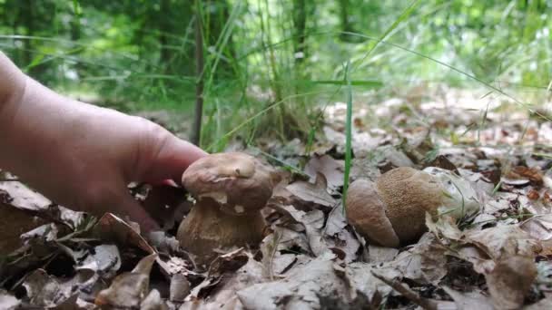 Homme Cueillant Des Champignons Dans Forêt Images Haute Qualité — Video